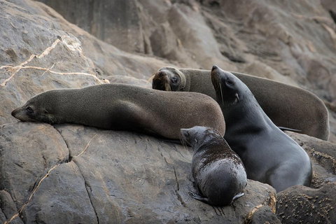 Kangaroo Island Ocean Safari - Snorkeling Safari - Accommodation Fremantle 0