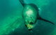 Kangaroo Island Ocean Safari - Snorkeling Safari - thumb 1