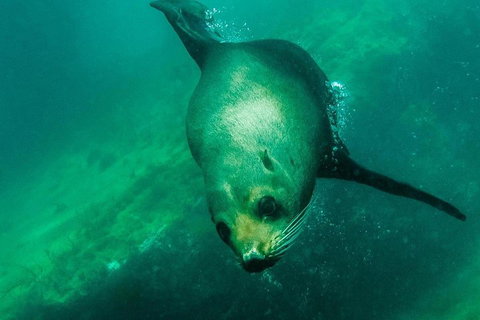 Kangaroo Island Ocean Safari - Snorkeling Safari - Accommodation Fremantle 1