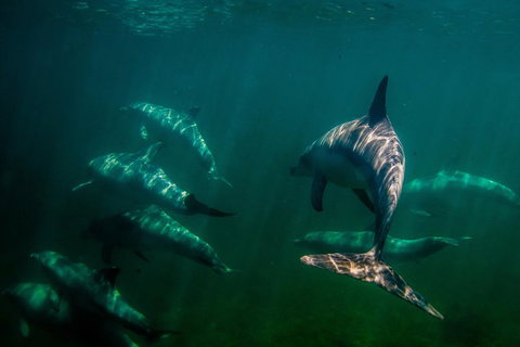 Kangaroo Island Ocean Safari - Snorkeling Safari - Accommodation Fremantle 2