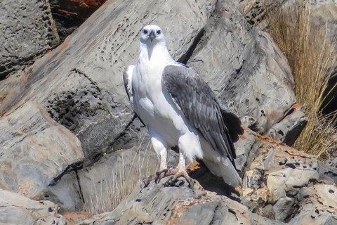 Kangaroo Island Ocean Safari - Snorkeling Safari - Accommodation Fremantle 4