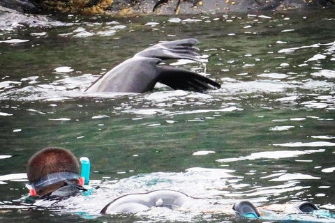 Kangaroo Island Ocean Safari - Snorkeling Safari - Accommodation Fremantle 5