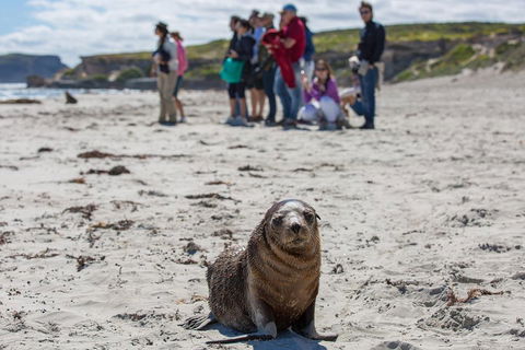 Kangaroo Island In A Day Tour From Adelaide - Accommodation Fremantle 0