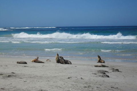 Kangaroo Island In A Day Tour From Adelaide - Accommodation Fremantle 1