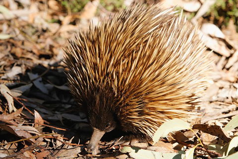 Kangaroo Island In A Day Tour From Adelaide - Accommodation Fremantle 2