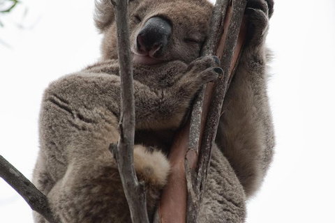 2-Day Kangaroo Island 4WD Small-Group Tour From Adelaide - Accommodation Fremantle 0