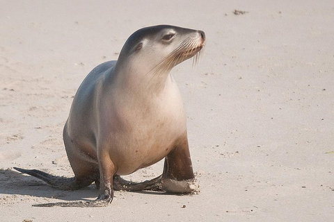 2-Day Kangaroo Island 4WD Small-Group Tour From Adelaide - Accommodation Fremantle 4