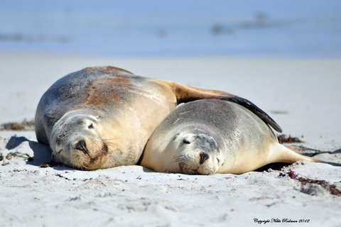 NEW TOUR - Kangaroo Island Road To Recovery Tour (1 Day/1 Night) - Accommodation Fremantle 1