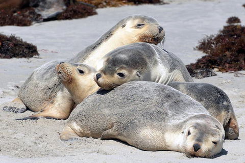 Small-Group Kangaroo Island 4WD Tour From Adelaide - Accommodation Fremantle 1