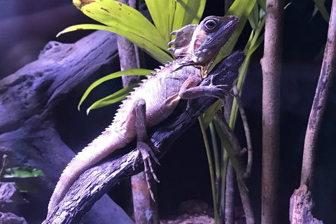 Cairns Aquarium Admission Ticket - Accommodation Fremantle 0