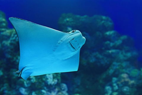 Cairns Aquarium Admission Ticket - Accommodation Fremantle 2
