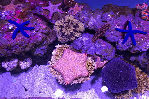 Cairns Aquarium Admission Ticket - Accommodation Fremantle 5