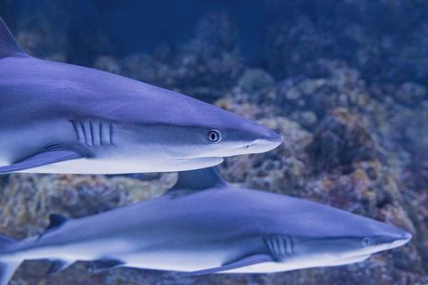 Cairns Aquarium Dive With The Sharks - Accommodation Fremantle 1