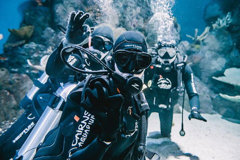Cairns Aquarium Dive With The Sharks - Accommodation Fremantle 3