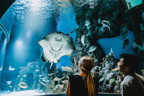 Cairns Aquarium Dive With The Sharks - Accommodation Fremantle 4