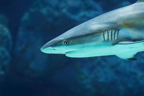 Cairns Aquarium Dive With The Sharks - Accommodation Fremantle 5