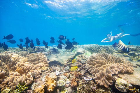 Outer Reef Pontoon Experience From Cairns - Accommodation Fremantle 4