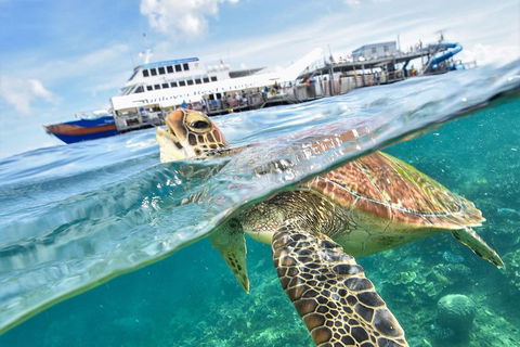 Outer Reef Pontoon Experience From Cairns - Accommodation Fremantle 5
