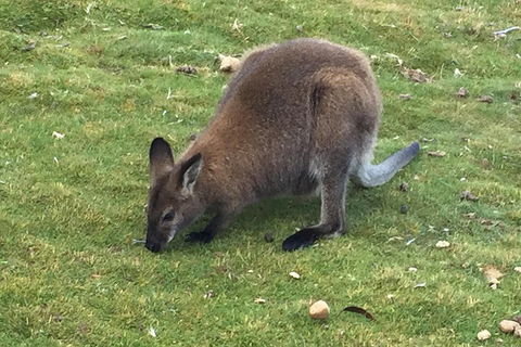 Cradle Mountain Day Tour From Launceston Including Lunch - Accommodation Fremantle 5