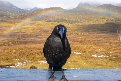 Cradle Mountain Park Explorer Guided Tour - Accommodation Fremantle 2