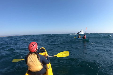 Kayaking With Dolphins In Byron Bay Guided Tour - Accommodation Fremantle 3
