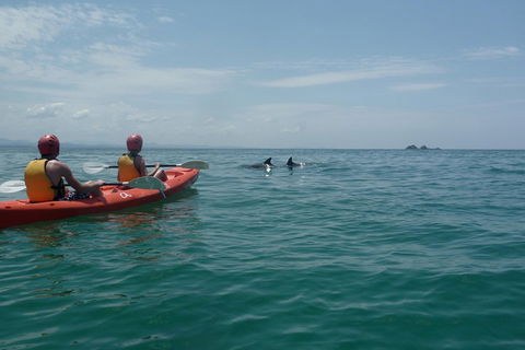 Kayaking With Dolphins In Byron Bay Guided Tour - Accommodation Fremantle 4