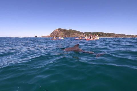 Kayaking With Dolphins In Byron Bay Guided Tour - Accommodation Fremantle 5