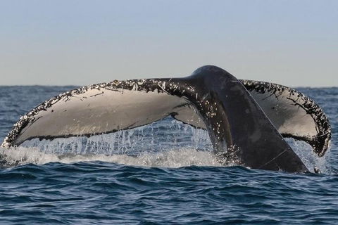 Sydney Whale-Watching Cruise Including Lunch Or Breakfast - Accommodation Fremantle 0
