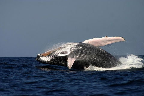 Sydney Whale-Watching Cruise Including Lunch Or Breakfast - Accommodation Fremantle 1
