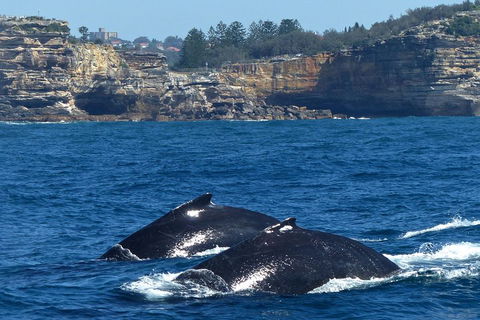 Sydney Whale-Watching Cruise Including Lunch Or Breakfast - Accommodation Fremantle 2