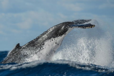 Sydney Whale-Watching Cruise Including Lunch Or Breakfast - Accommodation Fremantle 4