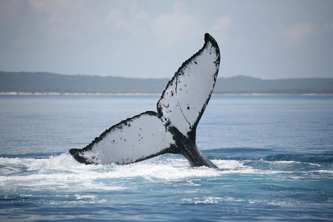 Hervey Bay Whale Watching Cruise - Accommodation Fremantle 0