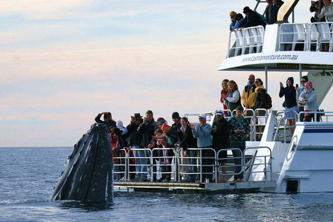 Hervey Bay Whale Watching Cruise - Accommodation Fremantle 1
