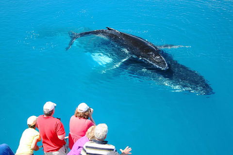 Hervey Bay Whale Watching Cruise - Accommodation Fremantle 2