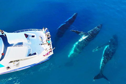 Hervey Bay Whale Watching Cruise - Accommodation Fremantle 3