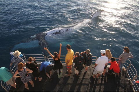 Hervey Bay Whale Watching Cruise - Accommodation Fremantle 4