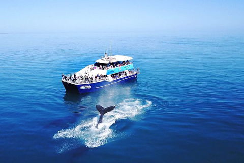 Hervey Bay Whale Watching Cruise - Accommodation Fremantle 5