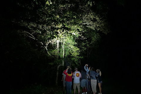 Atherton Tablelands Rain Forest By Night From Cairns - Accommodation Fremantle 2