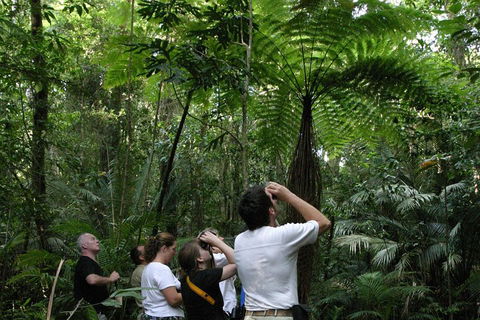 Atherton Tablelands Rain Forest By Night From Cairns - Accommodation Fremantle 3