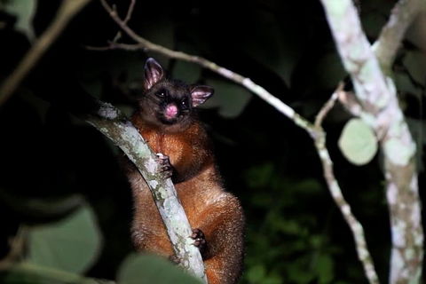 Atherton Tablelands Rain Forest By Night From Cairns - Accommodation Fremantle 4