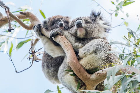 Great Ocean Road And 12 Apostles Day Trip From Melbourne - Accommodation Fremantle 1