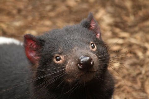 Day Tour In Mt. Field, Mt. Wellington, Bonorong Wildlife Sanctuary And Richmond - Accommodation Fremantle 4