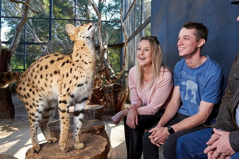 African Cat Encounter At Werribee Open Range Zoo - Accommodation Fremantle 0