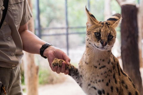 African Cat Encounter At Werribee Open Range Zoo - Accommodation Fremantle 1