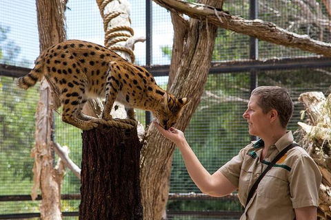 African Cat Encounter At Werribee Open Range Zoo - Accommodation Fremantle 2