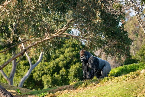 Early Morning Savannah Experience - Accommodation Fremantle 0