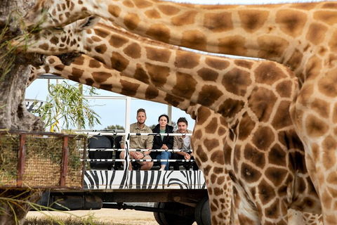 Early Morning Savannah Experience - Accommodation Fremantle 3