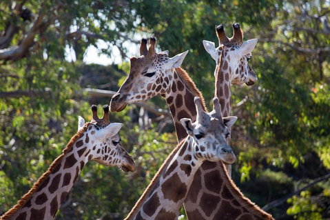 Werribee Open Range Zoo General Admission Ticket - Accommodation Fremantle 0