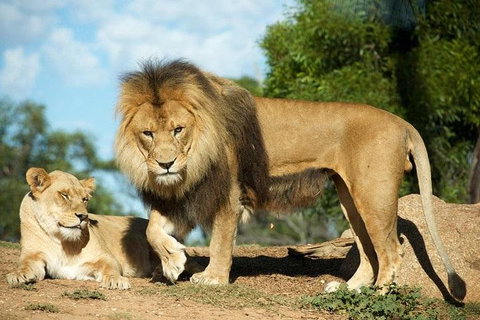 Werribee Open Range Zoo General Admission Ticket - Accommodation Fremantle 1