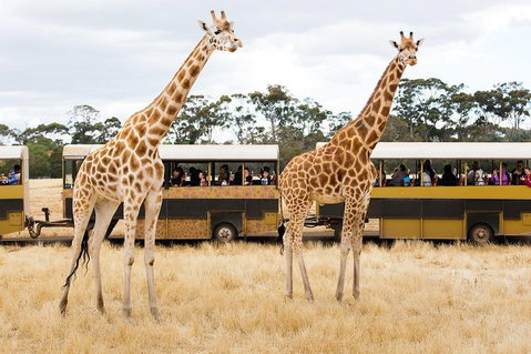 Werribee Open Range Zoo General Admission Ticket - Accommodation Fremantle 2